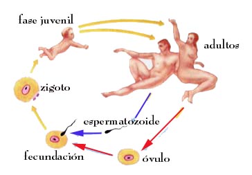 "Ciclo biológico de la especie humana. Tomada de www.arrakis.es/~lluengo/reproduccion"