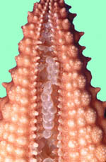 : "A partir de un brazo de estrella de mar como el de la imagen se puede regenerar una estrella completa. Tomada de www.mnh.si.edu"