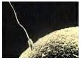 "Óvulos y espermatozoides son los gametos animales. Tomada de www.infertilityny.com"