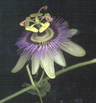Flor de passiflora. Tomada de www.biologia.edu.ar