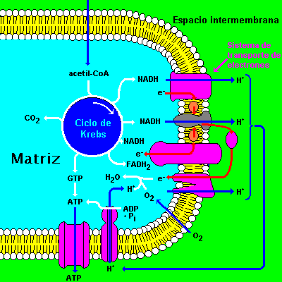 Resultado de imagem para matriz mitocondrial ciclo de krebs