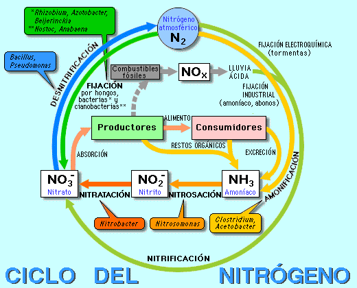 "Ciclo del nitrógeno"