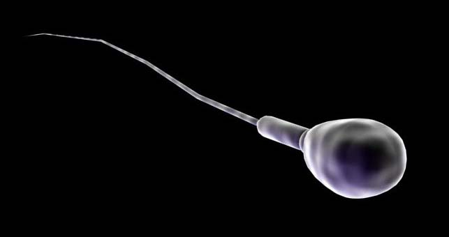 Cientificos Argentinos logran clonar espermatozoides?