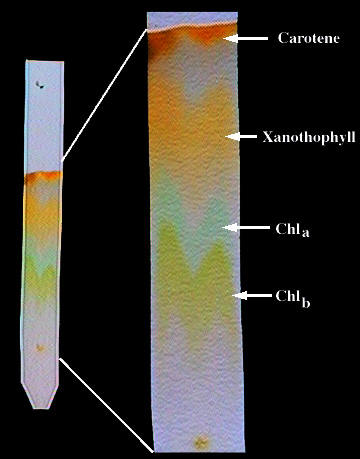 Cromatografa que muestra distintos pigmentos fotosintticos.