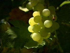 la uva posee una alta concentracin de glucosa libre.