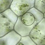 Las clulas vegetales acumulan almidn. Su pared celular est formada por celulosa.