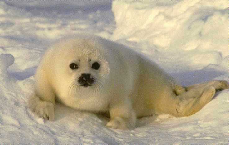 La gran cantidad de grasa que posee una foca, aísla del frío