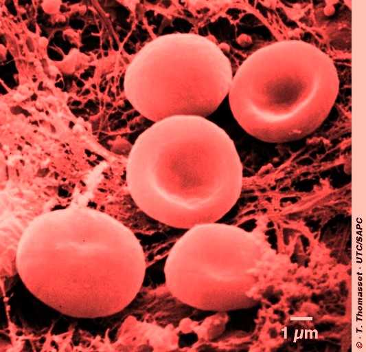 La hemoglobina de los glóbulos rojos transporta oxígeno.