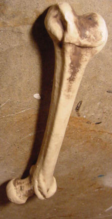 Los huesos están formados por sales de calcio