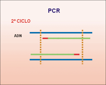 Segundo ciclo de la PCR. Animación: De Mier y Leva