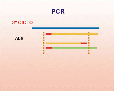 Tercer ciclo de la PCR. Animación: De Mier y Leva