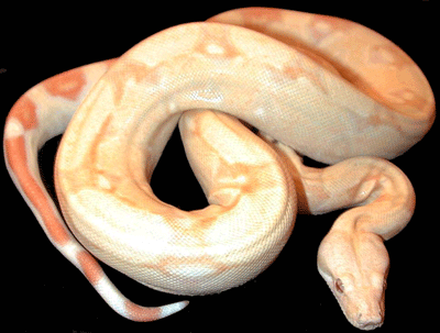 El albinismo es la falta de pigmentacin en algunos seres vivos y se debe a un par de alelos recesivos. Tomada de www.boastop.com