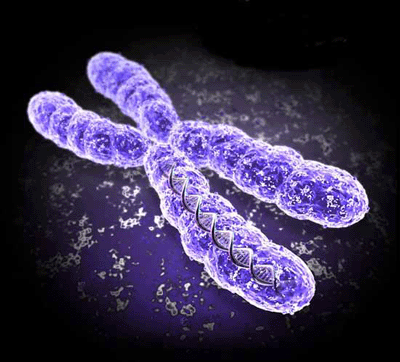 Cromosoma eucariota. Tomada de www.chromosome5.com