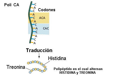 El código genético es la correspondencia entre los codones del RNA-mensajero y los aminoácidos. Tomada de www.efn.uncor.edu