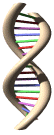 Estructura en doble hlice del DNA, segn el modelo propuesto por Watson y Crick.