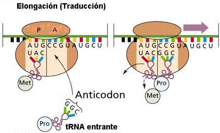 La elongación es el proceso de crecimiento de la proteína por incorporación de nuevos aminoácidos. Tomadas de www.efn.uncor.edu