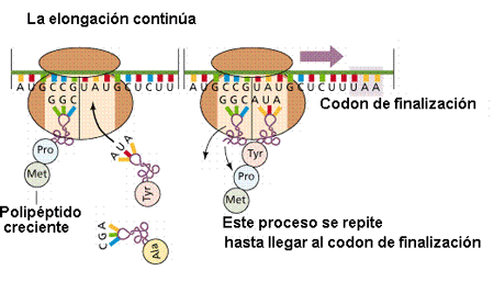 La elongación es el proceso de crecimiento de la proteína por incorporación de nuevos aminoácidos. Tomadas de www.efn.uncor.edu