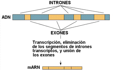 A veces los genes están fragmentados y separados por secuencias  sin sentido (intrones). Tomada de www.efn.uncor.edu