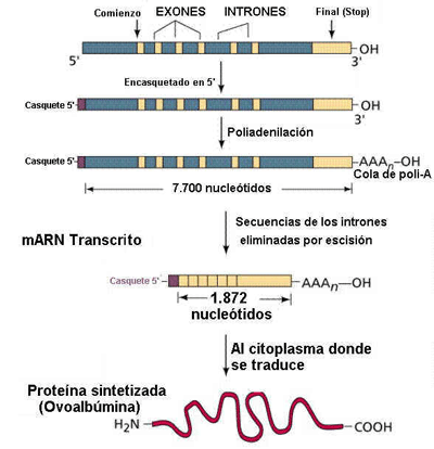 La transcripcin es el proceso de fabricacin de RNA. Tomada de www.efn.uncor.edu