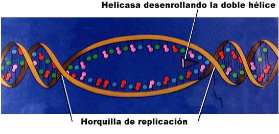 El DNA se desenrolla y aparecen las horquillas de replicacin. Adaptada de www.emc.maricopa.edu.jpg