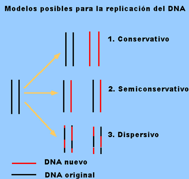 Existen tres posibles modelos para la replicacin: Conservativo, semiconservativo y dispersivo.