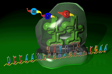 Representación artística de un ribosoma en pleno proceso de traducción. Tomada de www.expasy.org