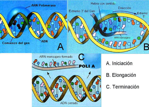 Etapas en la transcripcin del DNA. Adaptada de www.efn.uncor.edu