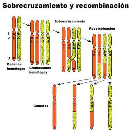 cromosomas homologos form