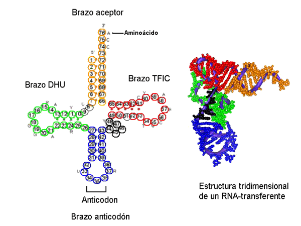 Estructura de los RNA transferentes. Adaptada de smi.stanford.edu