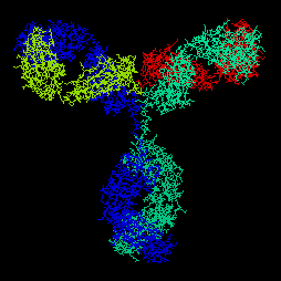 Dibujo esquemático de la estructura de una inmunoglobulina
