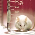 las ratas de laboratorio producan sueros contra enfermedades infecciosas