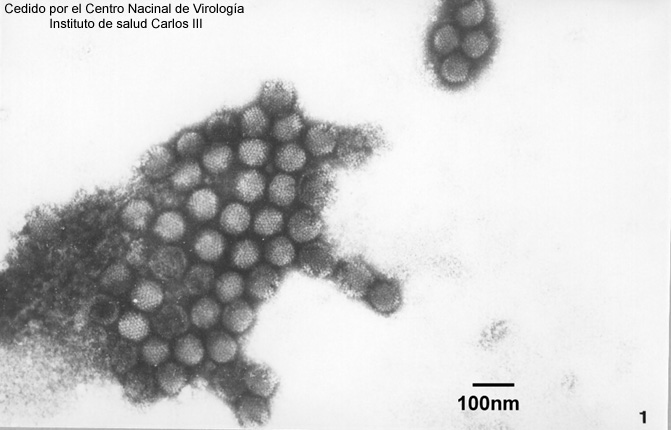 Virus que infecta a animales, de forma icosadrica, con envoltura.