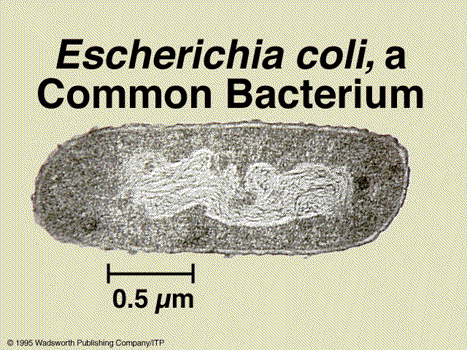 Imagen tomada de http://bio.winona.msus.edu/bates/genbio/images/bacteria.gif
