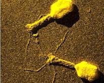 Virus bacterifagos. Imagen tomada de http://tq.educ.ar/tq02035/bacterio.jpg