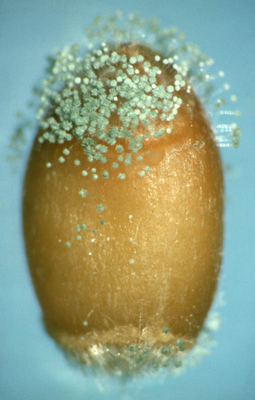 Moho Zigomicete, infectando una semilla