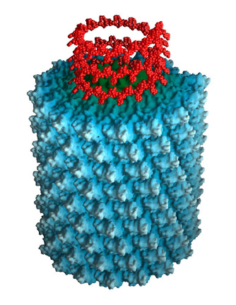 Virus helicoidal, que presenta los capsómeros de la cápsula (azul) y el ácido nucleico dentro de ella (rojo).