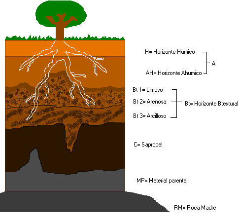 Esquema representativo de los horizontes de un suelo