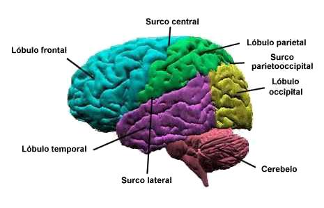 La corteza cerebral está muy replegada para tener más superficie. Tomada de www.psicoactiva.com