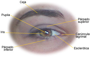 El ojo es uno de nuestros órganos más complejos; aquí se ven sus componentes externos. Tomada de salud.discoveryespanol.com