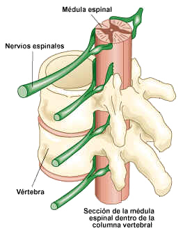 La mdula espinal est encerrada dentro de la columna vertebral. Tomada de icarito.tercera.cl