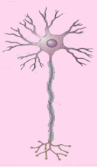 Neurona multipolar. Tomada de iibce.edu.uy