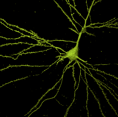  Las neuronas presentan una forma estrellada muy caracterstica. Tomada de www.cajal.csic.es.