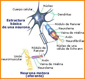 Partes de una neurona típica. Tomada de salud.discoveryespanol.com