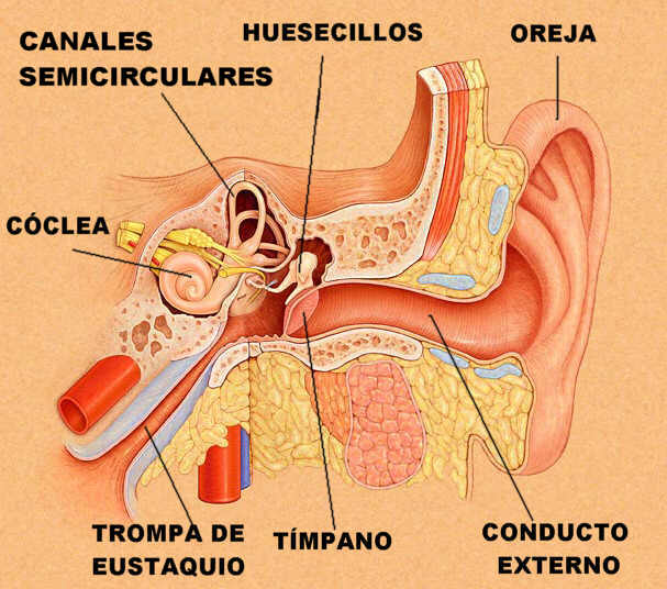 "Estructura interna de oído. Adaptado de www.tchain.com"