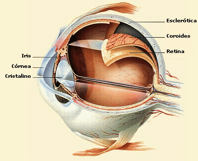 En esta imagen se observa la anatomía interna del globo ocular. Tomada de perso.wanadoo.es\icsalud