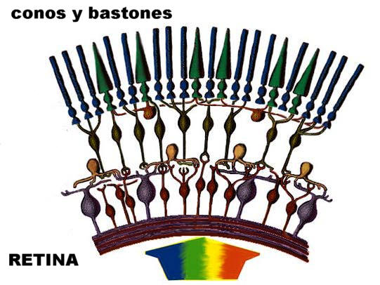 En este esquema de la retina se aprecia la disposición de los conos y bastones. Adaptada de www2.gasou.edu