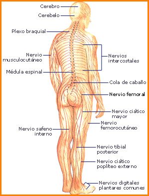 Nuestro Sistema Nervioso semeja una intricada red que recorre nuestro cuerpo. Tomada de salud.discoveryespanol.com