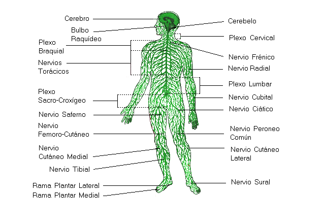  El Sistema Nervioso humano, el ms complejo de la naturaleza. Tomada de www.aegoethe.esc.edu.ar