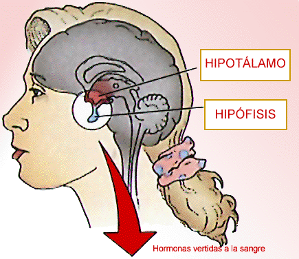 Localización de Hipotálamo e Hipófisis