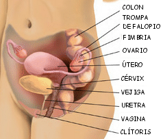 localización de los ovarios en el aparato reproductor femenino